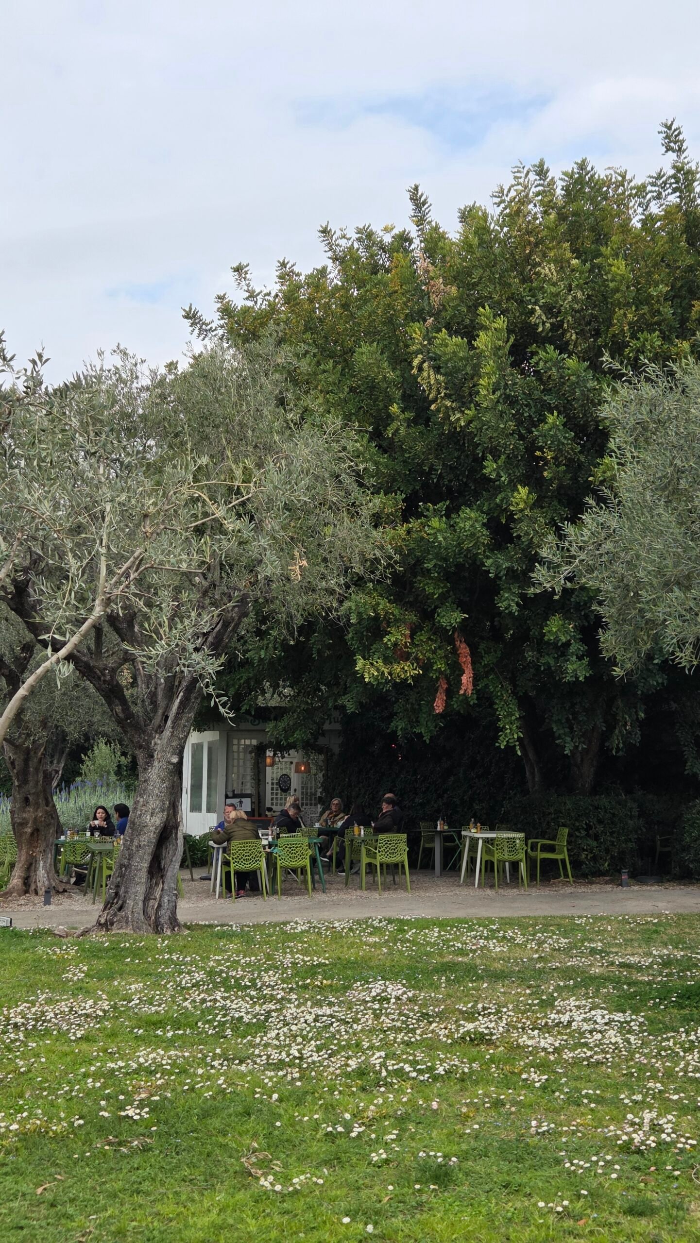 Cafe du Musee Chagall terrace with visitors seated among olive trees and daisies